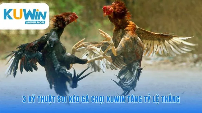 Nâng cao hiểu biết của bạn về gà chọi KUWIN