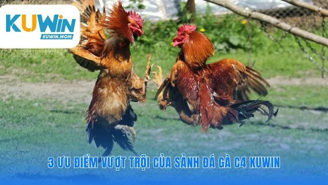 Ưu điểm giúp đá gà C4 KUWIN chiếm trọn niềm tin