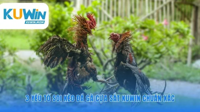 Soi kèo đá gà cựa sắt KUWIN như chuyên gia