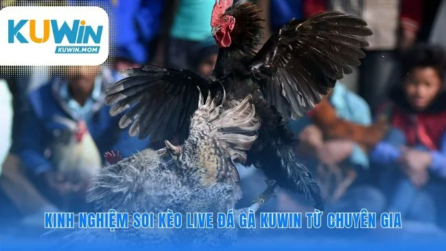 Chiến lược soi kèo live đá gà KUWIN hiệu quả