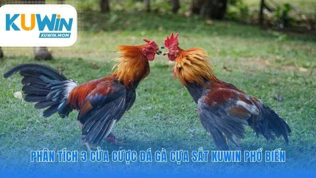 Lựa chọn chiến lược cho đá gà cựa sắt KUWIN