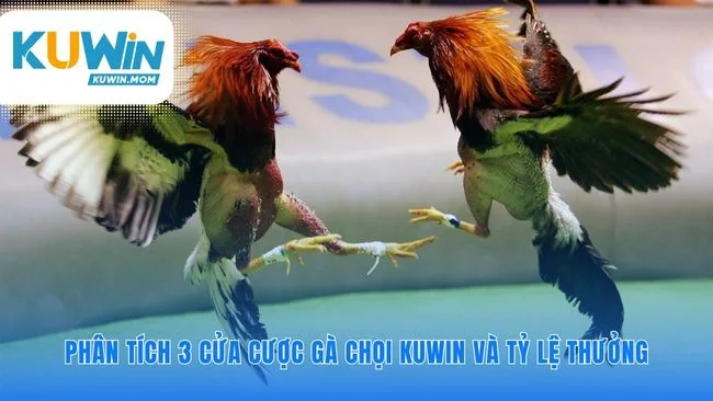 Giải mã chiến lược đặt cược cho gà chọi KUWIN