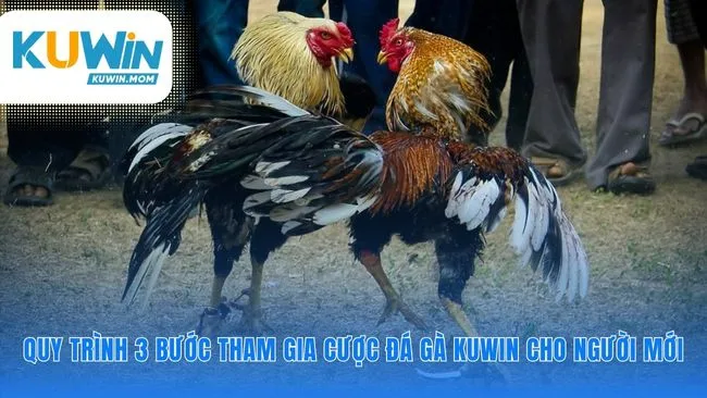Con đường nhanh nhất đến với sảnh Đá Gà KUWIN