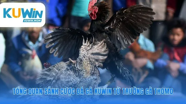 Hậu trường uy tín của những trận đấu nảy lửa