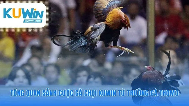Tìm hiểu chi tiết về mọi cuộc chọi gà ly kỳ