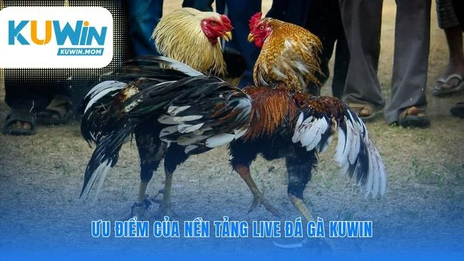 Nền tảng vững chắc cho mọi trận cược đỉnh cao