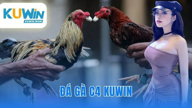 Đá gà C4 KUWIN