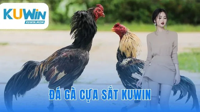 Đá gà cựa sắt KUWIN