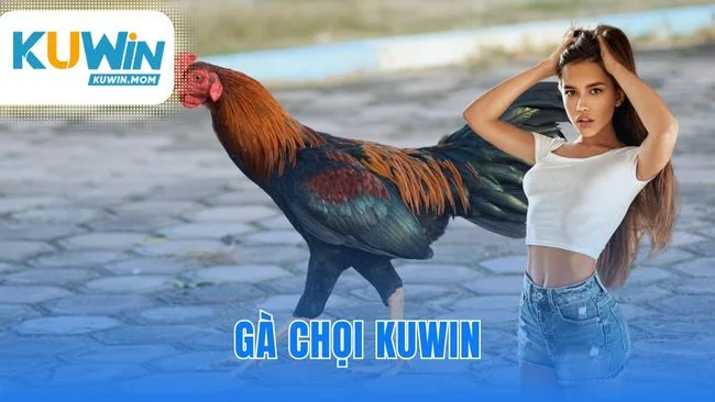 Gà chọi KUWIN