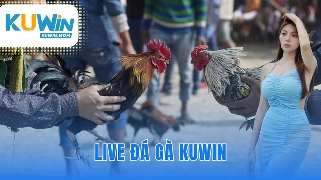 Live đá gà KUWIN
